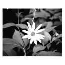 Suche nach blume foto poster Mit blumen