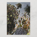 Suche nach teich einladungen Wasser