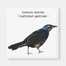 Suche nach allgemein magnete Vogel