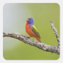 Suche nach männchen aufkleber Vogel