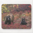 Suche nach grizzlybär mousepads Denali nationalpark