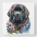 Suche nach neufundland hunde poster Schwarz