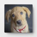 Suche nach golden retriever fotoplatten Welpe