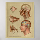 Suche nach vintage phrenologie poster Medizinisch