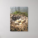 Suche nach eiern kunst Natur