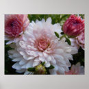 Suche nach chrysantheme poster Blume