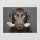 Suche nach knochen postkarten Labrador