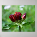 Suche nach blog poster Blume