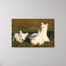 Suche nach white leinwandbilder Haustiere