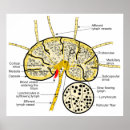 Suche nach nod poster Lymph