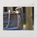 Suche nach suess postkarten Fotografie