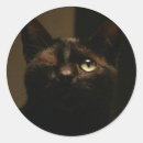 Suche nach tom katze Auge