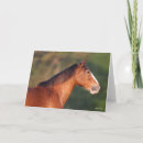 Suche nach clydesdale waren karten Kopfschuss