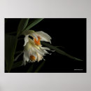 Suche nach weiße orchideen poster Mit blumen
