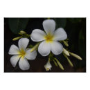 Suche nach plumeria poster Pflanze