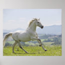 Suche nach gegenstände kunst Tier