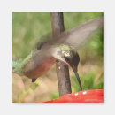 Suche nach kolibri magnete Vögel