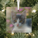 Suche nach fluffy cat ornamente Niedlich