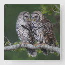 Suche nach grüne eule poster Eulen