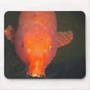 Suche nach orange fische postkarten Glück
