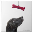 Suche nach schwarzer labrador fliesen Schwarzes