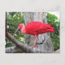 Suche nach rote vögel postkarten Rosa