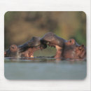 Suche nach flusspferd mousepads Hippopotamus amphibius