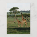 Suche nach safaritiere postkarten Giraffe