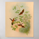 Suche nach kolibri poster Vintag