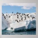 Suche nach gentoo pinguin poster Antarktis