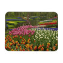 Suche nach keukenhof magnete Blüte