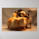 Suche nach cochin poster Küken