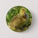 Suche nach kanadische gans Baby