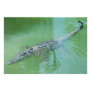 Suche nach salzwasser poster Croc