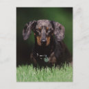 Suche nach dachshunds postkarten Tier