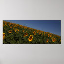Suche nach feld fotodruck Blume