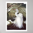 Suche nach florida vogel poster Tropisch