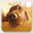 Suche nach er war hinter dem sofa untersetzer Zuhause