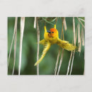 Suche nach wild bird poster Fotografie