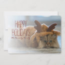 Suche nach persische katze postkarten Fotografie