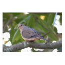 Suche nach tierphotographie poster Vögel