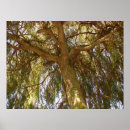 Suche nach grüne weiden poster Natur