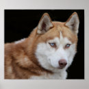 Suche nach husky poster Niedlich