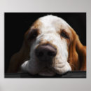 Suche nach basset hound poster Horizontal