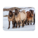Suche nach isländisch magnete Winter
