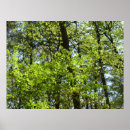 Suche nach ahornblatt poster Natur