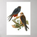 Suche nach hawker poster Tierwelt