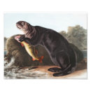 Suche nach sea otter poster Säugetiere