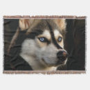 Suche nach husky decken Zäh