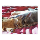 Suche nach schöne katzen kalender Schöner katzenkalender